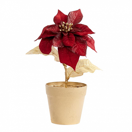 ЦВЕТОК ПУАНСЕТТИИ В ГОРШКЕ 24 cm.